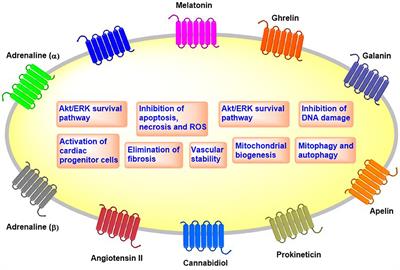 Targeting GPCRs Against Cardiotoxicity Induced by Anticancer Treatments